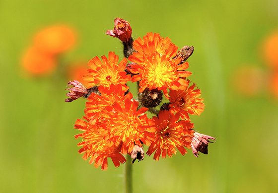 species of Indian Paintbrush wildflower native to New England Barb Wendt photo