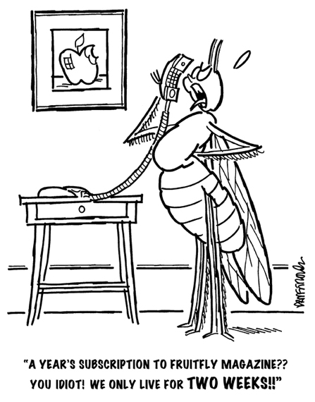 fruitfly responding to magazine subscription phone solicitation, says year's subscription makes no sense fruit flies only live two weeks