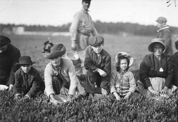 old B&W photo of men women kids picking berries in farm field