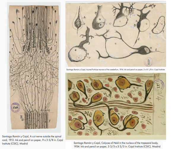 three freehand sketches brain neurons nerve tissue by Spanish neurobiologist Santiago Ramon y Cajal medical illustration