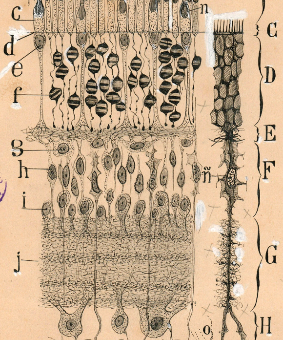 human retina nerve tissue freehand illustration drawn by Spanish neuroscience pioneer Santiago Ramon y Cajal